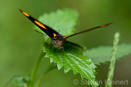 184 Feinschmecker - Catonephele numila